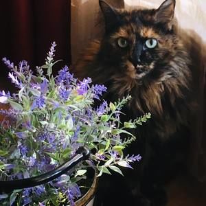 Meet your Posher, Jessie